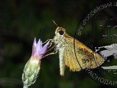 Толстоголовка гиракс 001